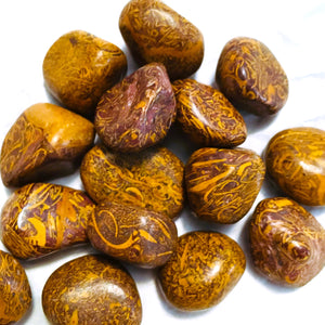 Coquina Jasper Tumbled