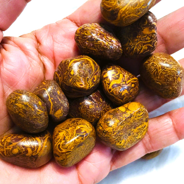 Coquina Jasper Tumbled
