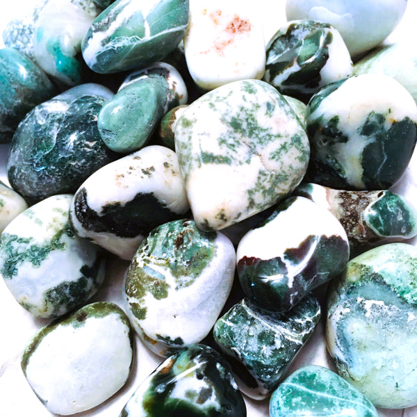 Tree Agate Tumbled