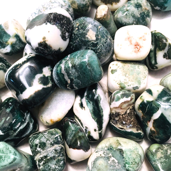 Tree Agate Tumbled