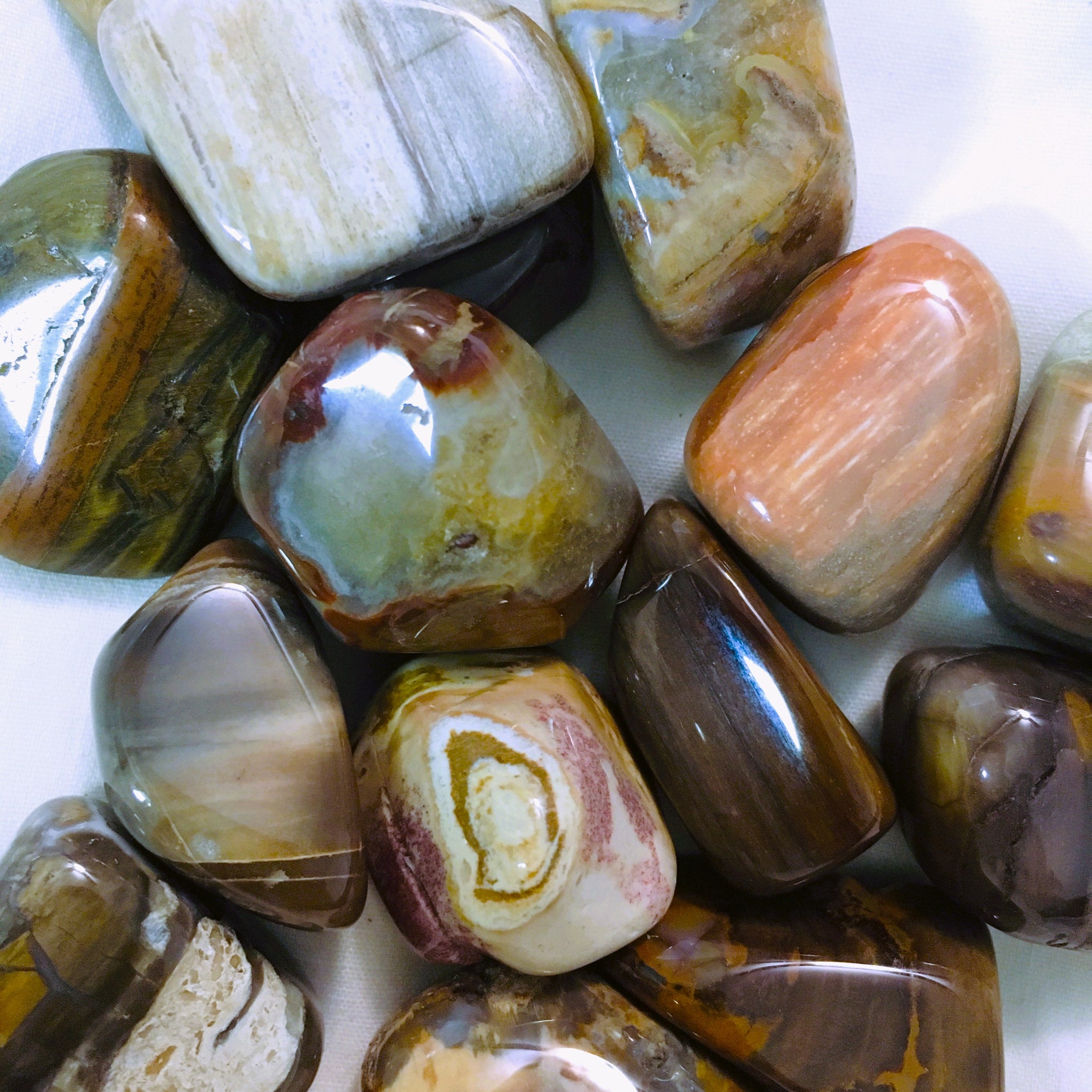 Petrified Wood Tumbled