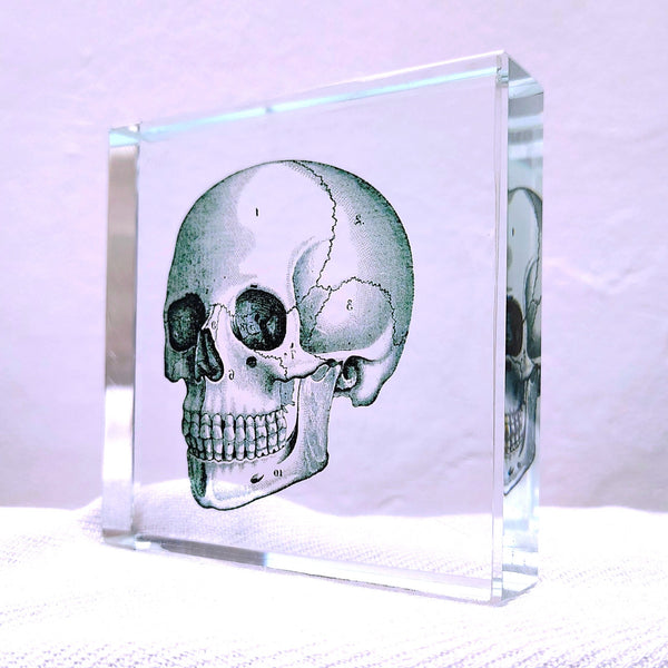 Glass Block Vintage Style Human Skull Illustration