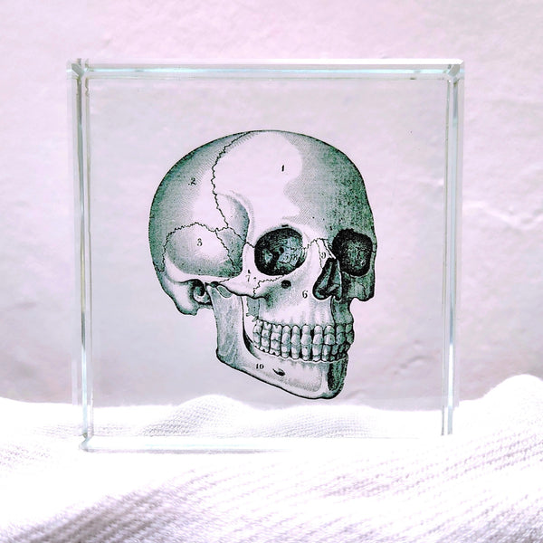 Glass Block Vintage Style Human Skull Illustration