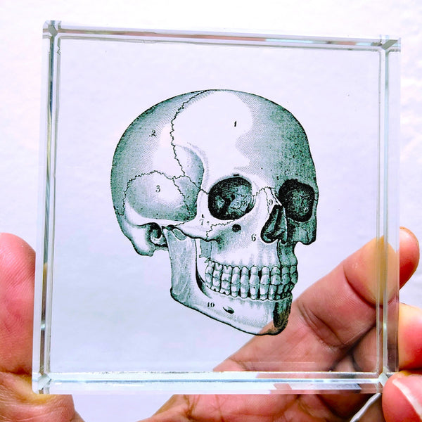 Glass Block Vintage Style Human Skull Illustration