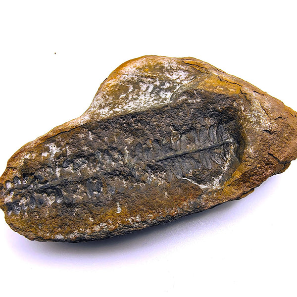 Mazon Creek Fossil Fern Pecopteris Leaves Carboniferous