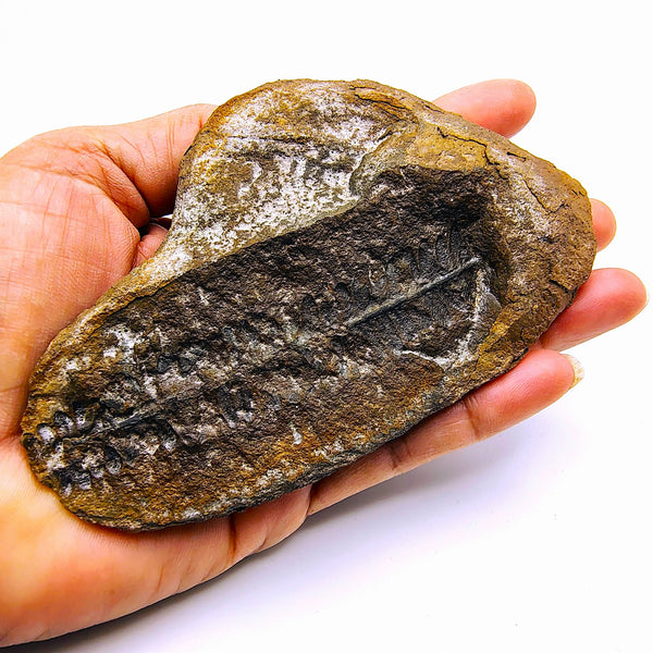 Mazon Creek Fossil Fern Pecopteris Leaves Carboniferous