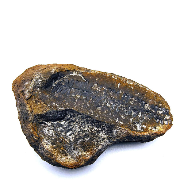 Mazon Creek Fossil Fern Pecopteris Leaves Carboniferous