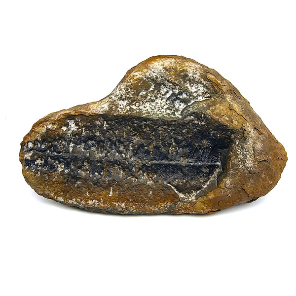 Mazon Creek Fossil Fern Pecopteris Leaves Carboniferous