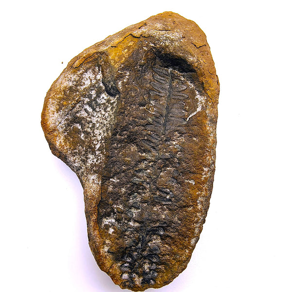 Mazon Creek Fossil Fern Pecopteris Leaves Carboniferous