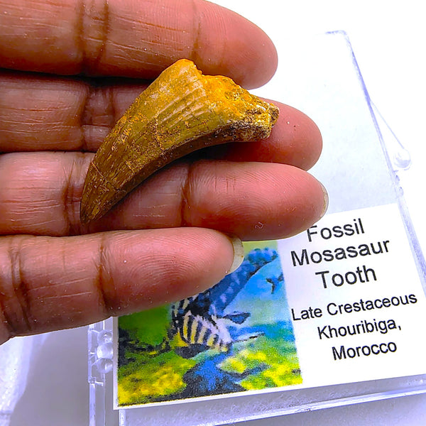 Real Mosasaur Tooth Fossil Authentic Cretaceous Predator from Morocco