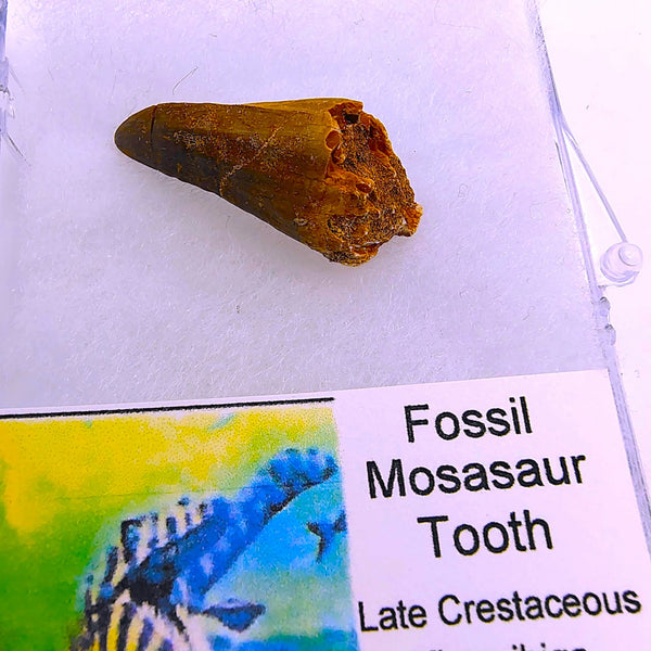 Real Mosasaur Tooth Fossil Authentic Cretaceous Predator from Morocco
