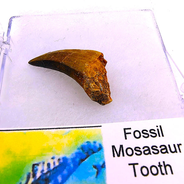 Real Mosasaur Tooth Fossil Authentic Cretaceous Predator from Morocco
