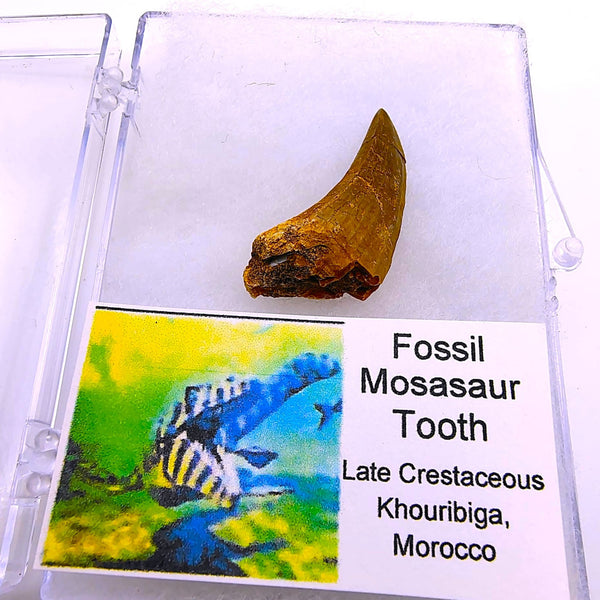 Real Mosasaur Tooth Fossil Authentic Cretaceous Predator from Morocco