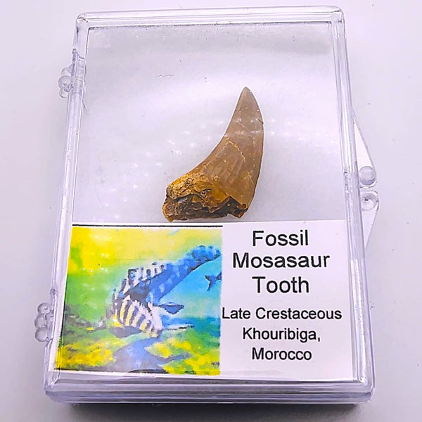 Real Mosasaur Tooth Fossil Authentic Cretaceous Predator from Morocco