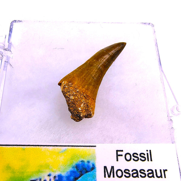 Real Mosasaur Tooth Fossil Authentic Cretaceous Predator from Morocco
