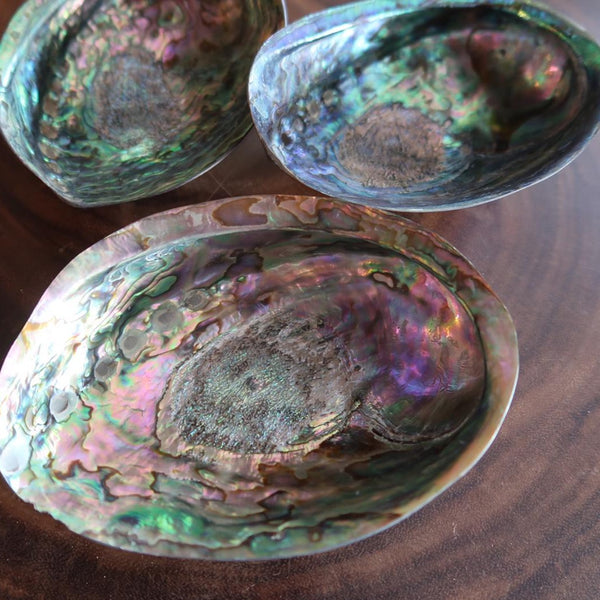 Abalone Shell Polished